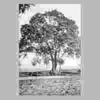 111-0517 Ein alter Ahornbaum am Stadtrand von Wehlau.jpg
